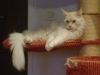 Breed Cat - Maine Coon Creme liegend - Katzen Tiersitter Stieglecker
