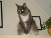 Cat Breed - Maine Coon Grau Weiss sitzend - Catsitting Stieglecker