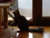 Katzenbaby - Spielendes Maine Coon Baby -  Kitten Betreuung Stieglecker
