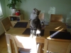 Cat - Maine Coon Cat - Indoor Katzenbetreuung Stieglecker