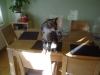 Felidae - Hauskatze - Indoor Hauskatzen Betreuung Stieglecker