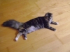 Domestic Cat - Cat on the Floor - Catsitting Stieglecker Vienna Austria