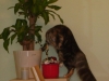 Jungkatze - Hauskatze Maine Coon - Mobile Katzenbetreuung Stieglecker