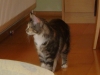 Katzenbaby - Stehende Maine Coon - Katzen Betreuungshilfe Stieglecker