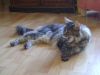 Main Coon - ein wuscheliger Katzengoliath