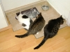 Cat Daysitting - Katze Lorelei, Katze Mimi und Kater Romeo beim Fressen