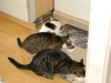 Cat Daysitting - Hauskatzen Lorelei/Mimi/Romeo