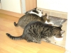 Cat Daysitting - Kätzin Lorelei/Kätzin Mimi/Kater Romeo