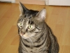 Cat Daysitting - Felis silvestris catus