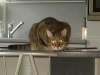 Cat Daysitter - Bengal Katze Vorort Betreuung