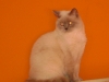 BKH - Britisch Kurzhaar Katze