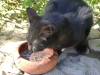 Freigänger Orka beim Wassertrinken