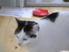 Cat Daysitting - Betreuung von Hauskatzen in Wien