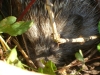 Igel - Igel leben bis in Höhen von 1200m über den Meeresspiegel.