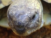 Testudo hermanni - Die Griechische Landschildkröte ist eine kleine bis mittelgroße Landschildkröte von etwa 20 Zentimeter Länge mit einem starren Bauchpanzer (Plastron), der auch bei Weibchen kein Scharnier vor den Hinterbeinen aufweist.