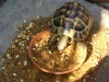 Testudo hermanni - Die Griechische Landschildkröte (Testudo hermanni) gehört bei uns zu den am häufigsten gehaltenen Landschildkröten.