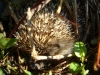 Igel - Igel können so bis zu einem halben Jahr ohne Futter auskommen.