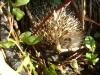 Igel - Im Winterschlaf sinkt die Herztätigkeit von ca. 180 Schlägen/Minute auf etwa 8 Schläge/Minute.