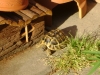 Landschildkröte Behausung - Schildkröten gehören zur Familie der Reptilien.