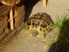 Landschildkröte Behausung - Ihr Markenzeichen ist ihr dicker Panzer, der aus Horn oder einer dicken Lederhaut besteht.