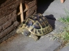 Landschildkröte Behausung - Er umschließt ihren Körper wie eine Schale und bietet der Schildkröte Schutz vor Feinden.