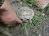 Schildkröte - Landschildkröten sind zahnlos.