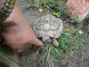 Schildkröte - Statt Zähnen haben sie starke Hornschneiden, mit denen sie pflanzliches zerhäckseln und tierisches zerschneiden.