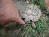 Landschildkröte - Sie können jedoch einen Menschen bis aufs Blut beißen.