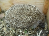 Igel - Igel wiegen zwischen 800 und 1.500 Gramm.