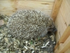 Igel - Erwachsene Igel haben eine Körperlänge von 24 bis 28 cm.