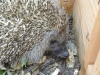 Igel - Sie leben bevorzugt im durchgrünten Siedlungsrandbereich, in Gärten und Parks, die abwechslungsreich gestaltet sind mit Hecken, Gebüsch, Bodendeckern, Laub- und Reisighaufen.