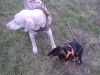 Two Dogs - White Dobermann, Dachshund Dog - On Side Pet Sitter Stieglecker Vienna Austria