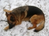 Snow Dog - Dog in the Snow - Professional Animal Outdoor Services Stieglecker Vienna Austria