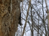 Eichkätzchen - Eichkätzchen auf dem Baum - Kleintier Fotografie Stieglecker