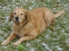 Hund - Golden Retriever auf der Wiese - Outdoor Hundegassigeher Stieglecker Wien Österreich