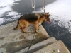 The Housedog - House Dog is looking into the Ice -