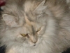 Maine Coon Cat - Maine Coon Face - Vienna Cat boarding onsite service Stieglecker Austria