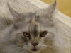 Maine Coon Silver - Maine Coon Face - indoor on site cat service Stieglecker Vienna Austria