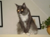 Waldkatze - Amerikanische Waldkatze - Vienna Catsitter Stieglecker Austria