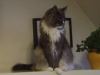 Pet - sitting Cat - Petsitter Stieglecker Vienna Austria