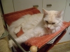 Pets - Cats - Petsitter Stieglecker Vienna Austria