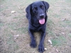 Black Lab - Retriever Dog - Dog Indoor Outdoor Sitter Stieglecker Vienna Austria