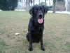 Black Lab Dog - Retriever - Dog Walker Service Stieglecker Vienna Austria