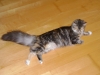 Felis Catus Cats - American Forest Cat - Catsitter in State Vienna Stieglecker