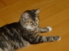 Indoor Cat - American Forest Cat - Pet Superviser Stieglecker Vienna Austria