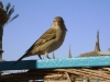 Kleintier Betreuung / Ägyptische Sperlinge (Spatzen) - In Mitteleuropa kommen der Haussperling (Passer domesticus), auch Spatz genannt, und der Feldsperling (Passer montanus) vor. Das Wort „Sperling“ wird vom althochdeutschen sparo (mittelhochdeutsch dann spar ‚zappeln‘) mit der Verkleinerungssilbe -ling abgeleitet.