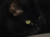 A black cat - Black EKH cat - cat sitter Vienna Stieglecker Austria