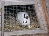 Kleintier Betreuung - Kaninchendame Emilie schaut nach dem Wetter