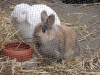 Kleintier Betreuung - Kaninchenbub Felix und Kaninchendame Marie