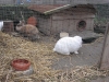 Kleintier Betreuung - Kaninchen Bub Felix und Kaninchen Mädchen Marie